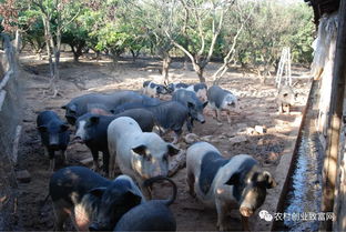 口蹄疫：农业养殖领域“头号杀手”不容忽视