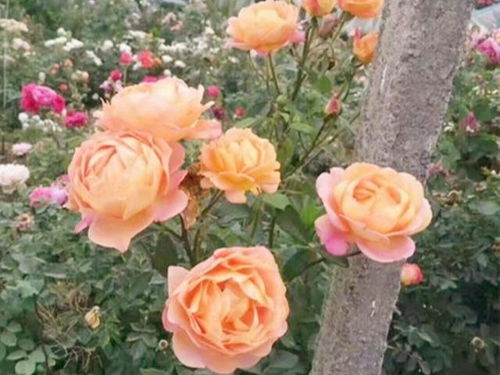 土壤养分不足，这事儿可大可小