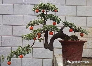 紫藤盆景嫁接：选用什么品种的枝条？