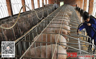 猪料肉比计算步骤中，猪的料肉比通常是多少？