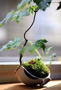 刺柏盆栽的选盆技巧