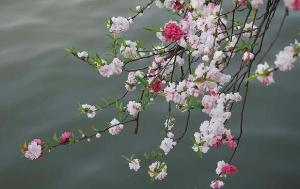 海棠花别称“断肠花”的由来与海棠花的历史渊源有何关联