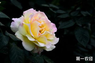 种花要讲究方法哦