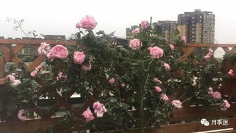 月季花蕾孕育时间长， 春花梗美丽