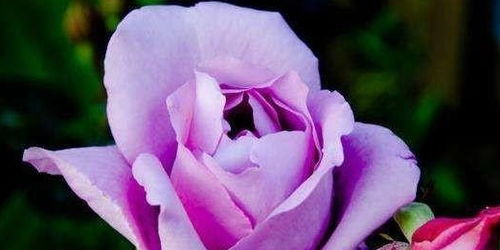 秘技四：土壤要透气