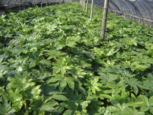 蛭石育苗法：调整配方， 播种技巧