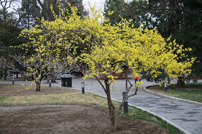 金脉连翘：金黄色的叶子， 就像小溪里的水一样清澈