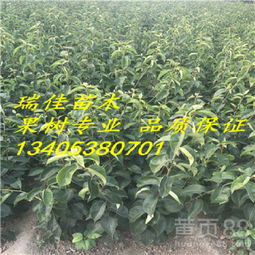 广东茶油树苗种植基地电话：一树苗多少钱？