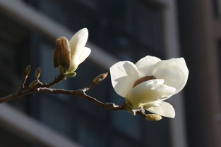 飞黄玉兰识别特征：乔木， 先花后叶，花被片数量9，花被片淡黄色。