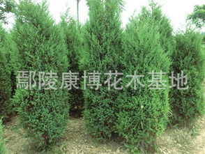 北京桧柏的园林用途与种植密度