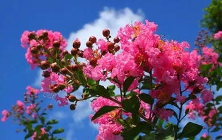 紫薇：老树新花，独特的开花特性
