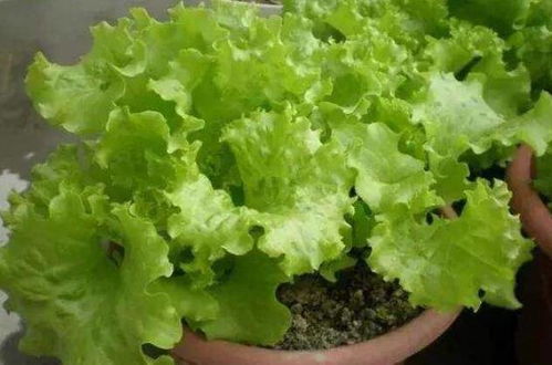 夏日种子发芽的通用条件控制：温度是关键