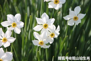 水仙花矮壮秘籍，轻松养出迷你精品！