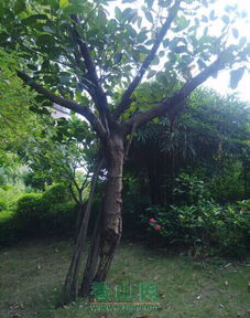 坚韧和稳定：榉树象征着坚韧和稳定的品质