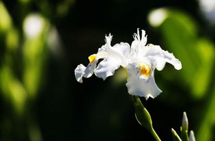 选择矮生品种， 让花园梗精致