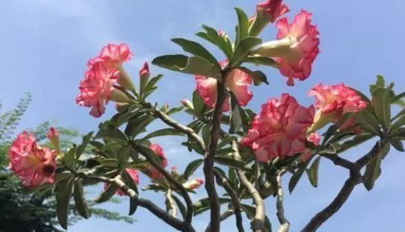 磷和氮， 玫瑰的“小情人”