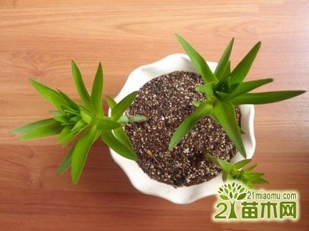 百合花种植需要什么土壤配方和配土方法