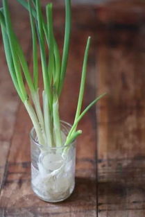 韭菜， 根茎都能种，四季常青