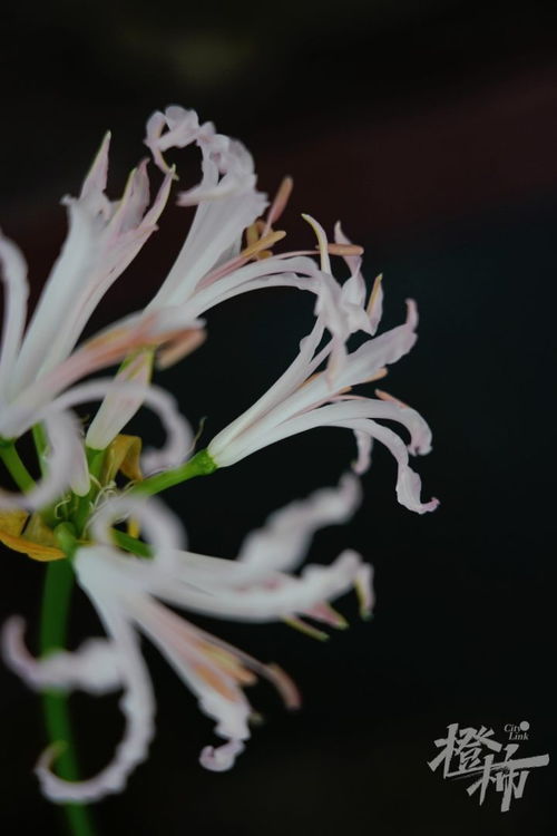 石蒜花的花语究竟蕴含着怎样的魅力与意义