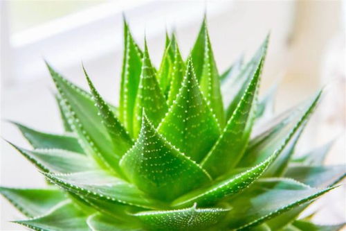 芦荟种植第一步：将芦荟叶片剪下