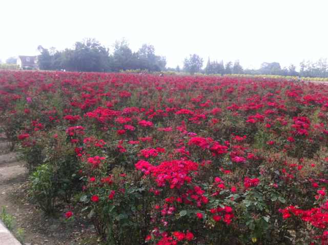 月季栽植，花多少才好？