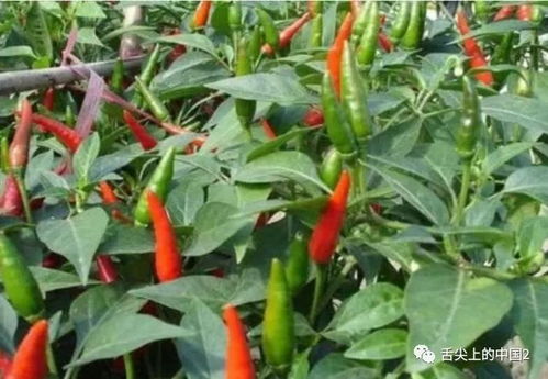 栽种方法：简单易行， 随摘随吃