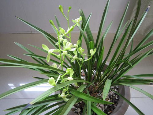 建兰花品种， 美丽七仙女