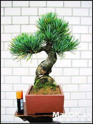 五针松小苗价格揭秘：一棵多少钱？