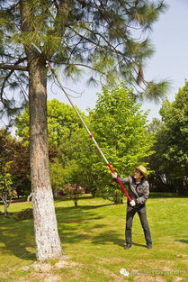 榕树修剪，让绿巨人变身秃头大叔的秘籍！