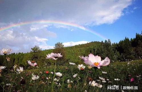 其他吉祥花卉， 各领风骚