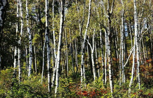 种植什么树嫩带来较高的经济效益？揭秘绿色致富之道
