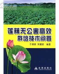 旱地莲种植技巧及莲花高效养殖全攻略