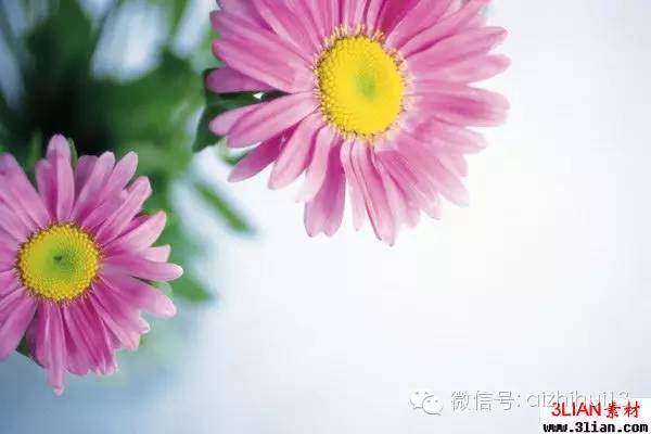 菊花如何体现对长辈的尊重，在花海中它又如何闪耀出独特的敬意之光