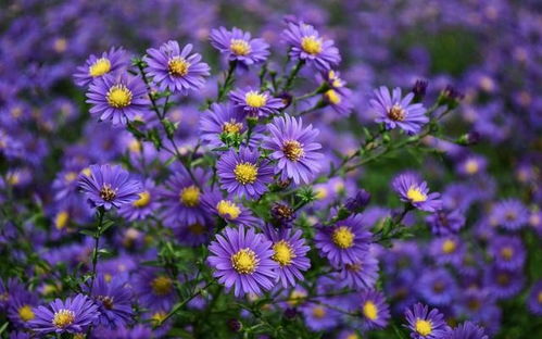 花语和象征意义揭秘