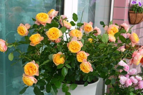 施肥？我倒是记得施过肥