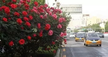 记录美好，分享美景