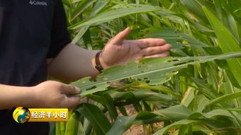 花生黄叶病是由什么原因引起的？有哪些有效的防治处理方法