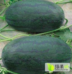 黑美人西瓜在哪个季节种植最适宜？