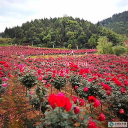 春季种植独杆月季的重要性