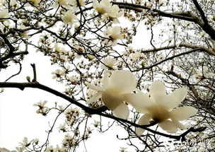 第二步：栽植技术， 严把关