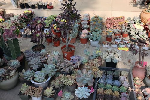 奶茶店的自动浇水装置