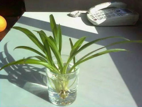 第二步：浇水有讲究， 生根的关键在这里