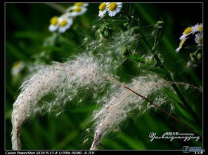 野生跳舞草的分布之谜