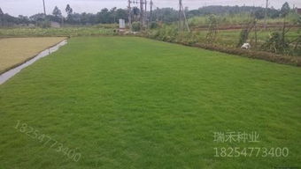 草坪草种的选择：冷季型还是暖季型？