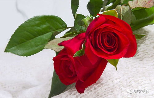 如何正确养护玫瑰花，才能避免其枯萎并保持花朵鲜艳