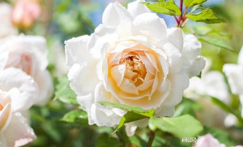 水仙花的生长特性