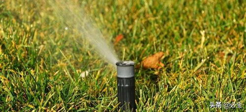 冬天的脚步近了草坪咋个保养才好呢？