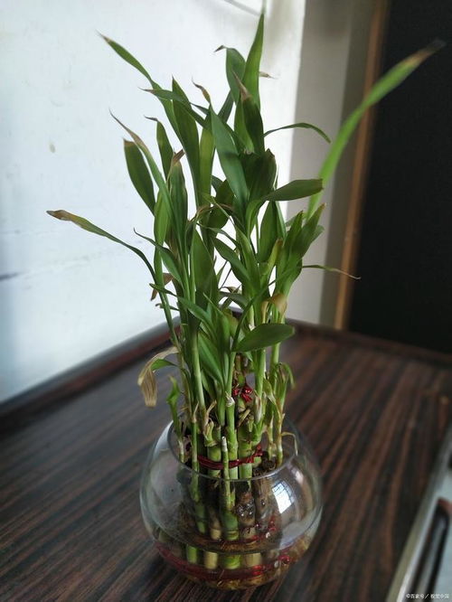 富贵竹绽放，吉祥如意来（迎接好运）
