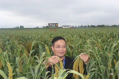 谷子种植适宜的土壤条件是什么？