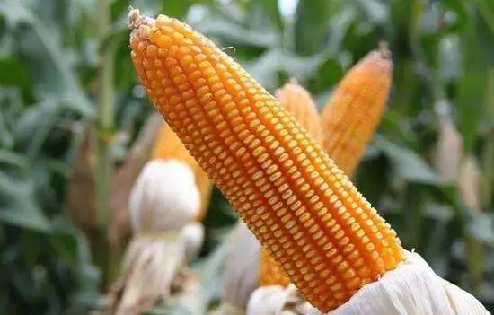 食用玉米和饲用玉米的主要区别是什么？